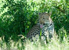 leopard (39 von 60).jpg